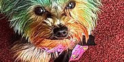 Kash is registered to the contest to win money with this photo: animal, animal_portrait, black_nose, bow_tie, carpet, close_up, colored_fur, colorful, cute, dog, ears, eyes, fluffy, fur, indoor, looking_up, pet, portrait, rainbow_fur, small_dog
