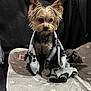 accessory, black_background, blanket, blanket_edge, cozy, cute, dog, ears, eyes, fabric, fur, gaze, indoor, mat, paw_print_mat, pet, portrait, sitting, small_dog, yorkshire_terrier
