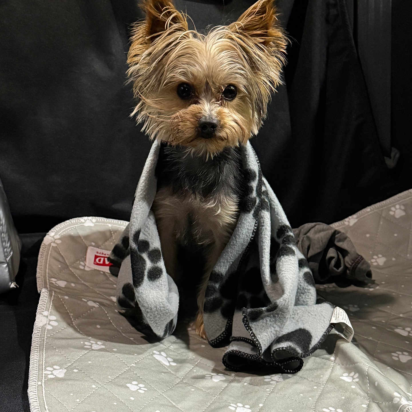 Kash joined the competition — help win amazing prizes! accessory, black_background, blanket, blanket_edge, cozy, cute, dog, ears, eyes, fabric, fur, gaze, indoor, mat, paw_print_mat, pet, portrait, sitting, small_dog, yorkshire_terrier