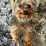 Kash is registered to the contest to win money with this photo: dog, small_dog, yorkshire_terrier, pet, fur, eyes, ears, nose, sitting, indoor, rug, texture, brown, gray, cute, animal, close_up, portrait, looking, cozy