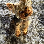 Kash is registered to the contest to win money with this photo: dog, puppy, yorkshire_terrier, small_dog, fluffy_rug, curious, head_tilt, fur, pet, indoors, cute, animal, canine, portrait, young_dog, adorable, soft_light, texture, furry, companion