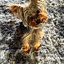 dog, puppy, yorkshire_terrier, small_dog, fluffy_rug, curious, head_tilt, fur, pet, indoors, cute, animal, canine, portrait, young_dog, adorable, soft_light, texture, furry, companion