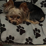 Kash joined the competition — help win amazing prizes! dog, small_dog, yorkshire_terrier, pet, blanket, paw_prints, cozy, bed, fur, sleeping, resting, animal, cute, indoors, companion, curled_up, soft_lighting, brown_fur, black_fur, close_up