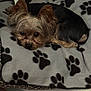 dog, small_dog, yorkshire_terrier, pet, blanket, paw_prints, cozy, bed, fur, sleeping, resting, animal, cute, indoors, companion, curled_up, soft_lighting, brown_fur, black_fur, close_up