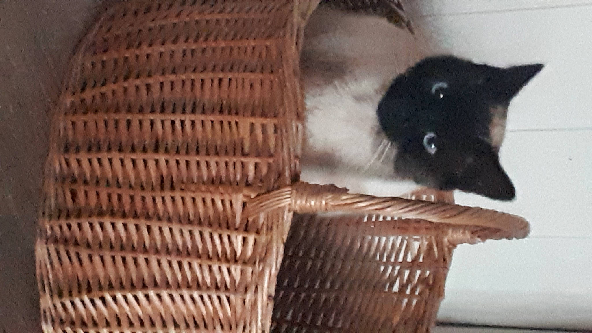 Romy a rejoint le concours — aidez-le/la à gagner de superbes lots ! basket, black_cat, carnivore, cat, chair, comfort, domestic_short_haired_cat, felidae, flooring, fur, hardwood, outdoor_furniture, room, small_to_medium_sized_cats, snout, storage_basket, tail, whiskers, wicker, wood