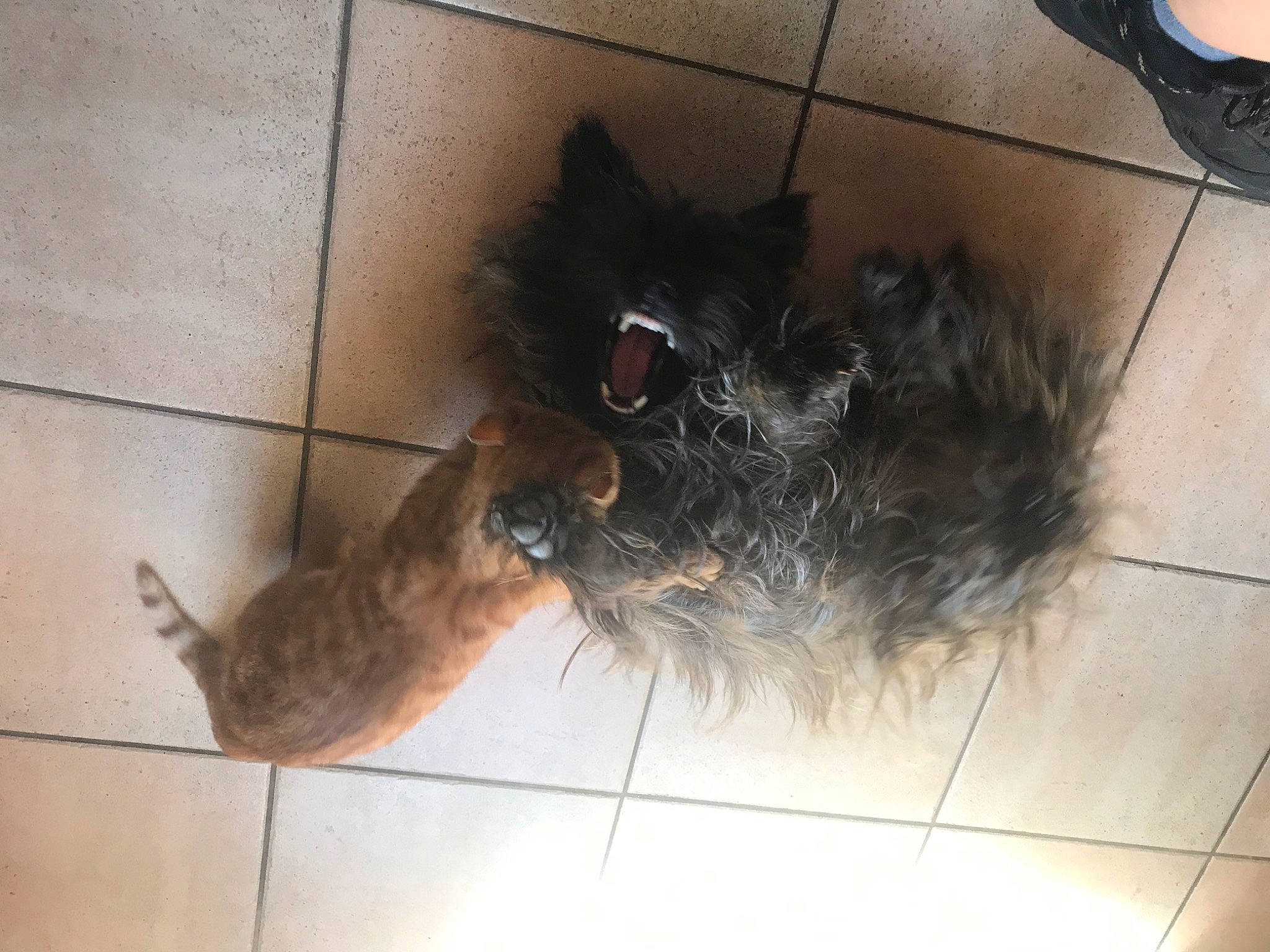 Rango a rejoint le concours — aidez-le/la à gagner de superbes lots ! canidae, carnivore, companion_dog, dog, dog_breed, floor, flooring, foot, fur, pet_supply, snout, sporting_group, tail, terrier, tile