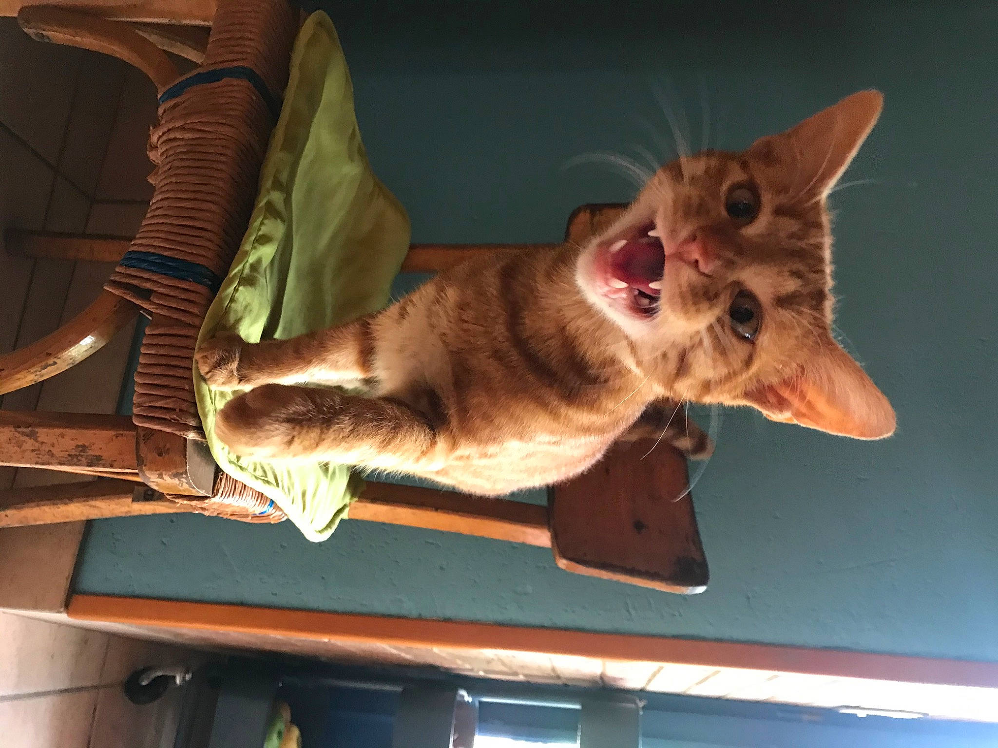 Rango a rejoint le concours — aidez-le/la à gagner de superbes lots ! canidae, carnivore, cat, comfort, dog_breed, domestic_short_haired_cat, fawn, felidae, fur, human_leg, mammal, paw, small_to_medium_sized_cats, snout, sporting_group, tail, vertebrate, whiskers, window, wood