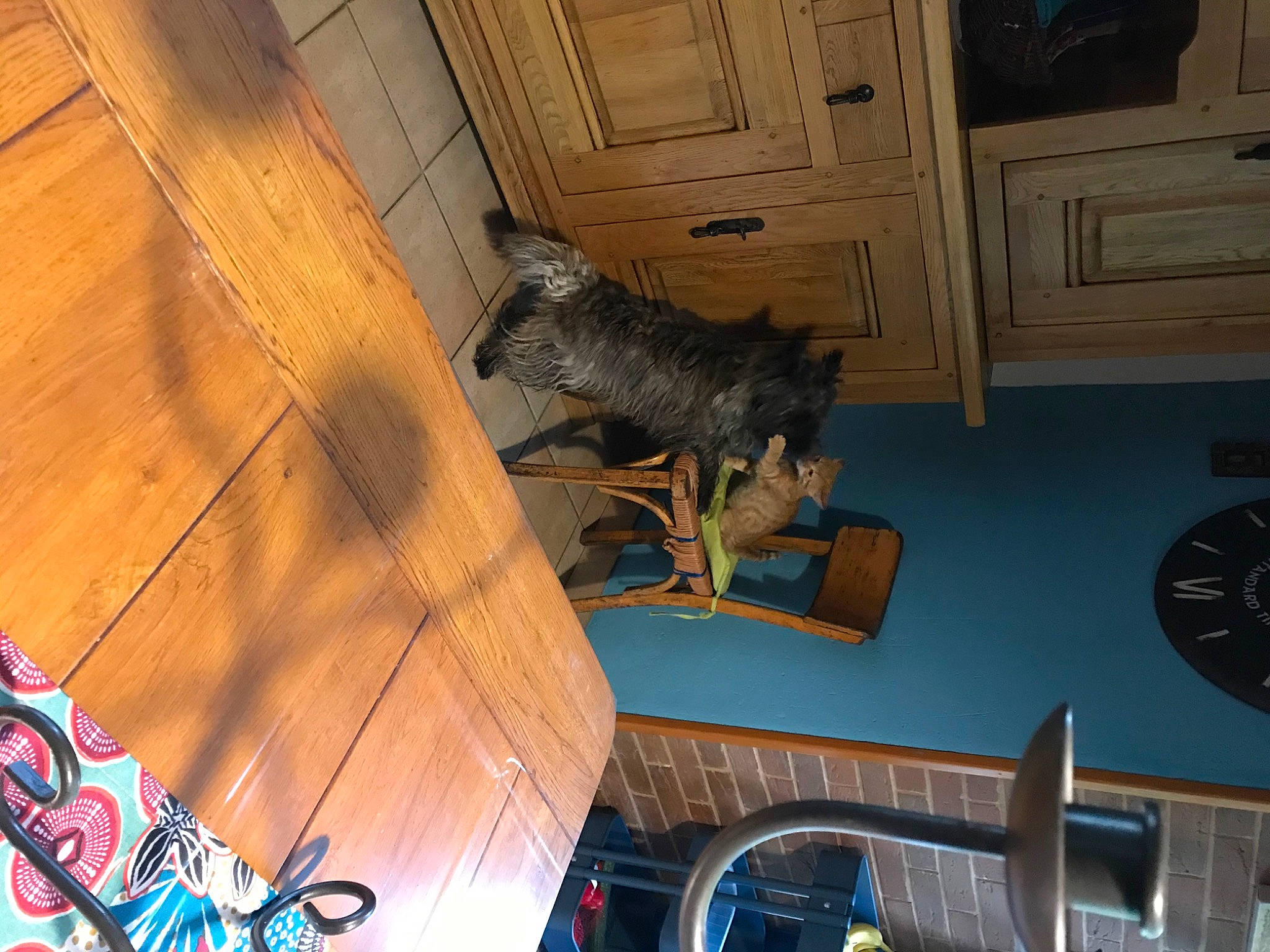 Rango participe au concours pour gagner de l'argent avec cette photo : brown, building, cabinetry, carnivore, ceiling, felidae, floor, flooring, hardwood, house, interior_design, metal, room, tail, tints_and_shades, varnish, wood, wood_flooring, wood_stain, working_animal