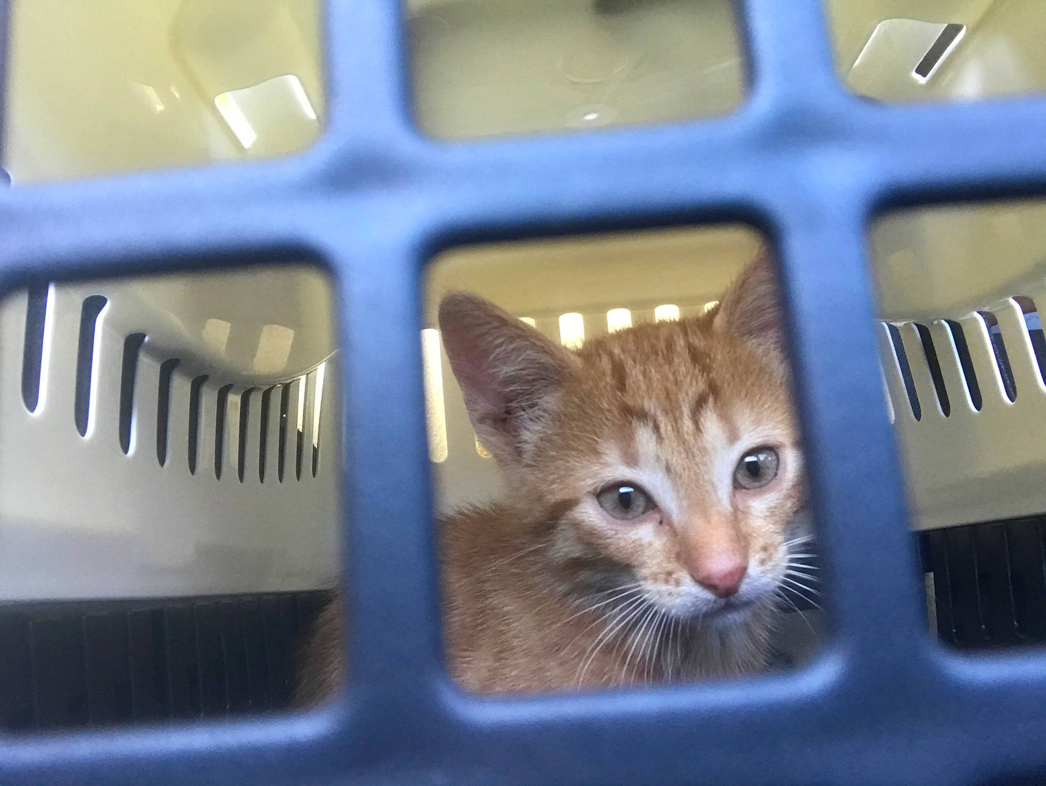 Rango a rejoint le concours — aidez-le/la à gagner de superbes lots ! auto_part, automotive_exterior, automotive_lighting, blue, carnivore, cat, close_up, domestic_short_haired_cat, electric_blue, felidae, gas, grille, hood, light, metal, motor_vehicle, plastic, rectangle, small_to_medium_sized_cats, whiskers