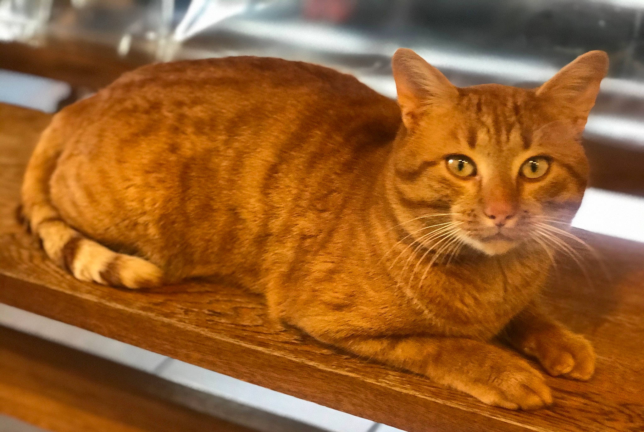 Rango a rejoint le concours — aidez-le/la à gagner de superbes lots ! carnivore, cat, cat_furniture, cat_supply, domestic_short_haired_cat, fawn, felidae, fur, hardwood, paw, sitting, small_to_medium_sized_cats, snout, tail, terrestrial_animal, tree, varnish, whiskers, wood, wood_stain