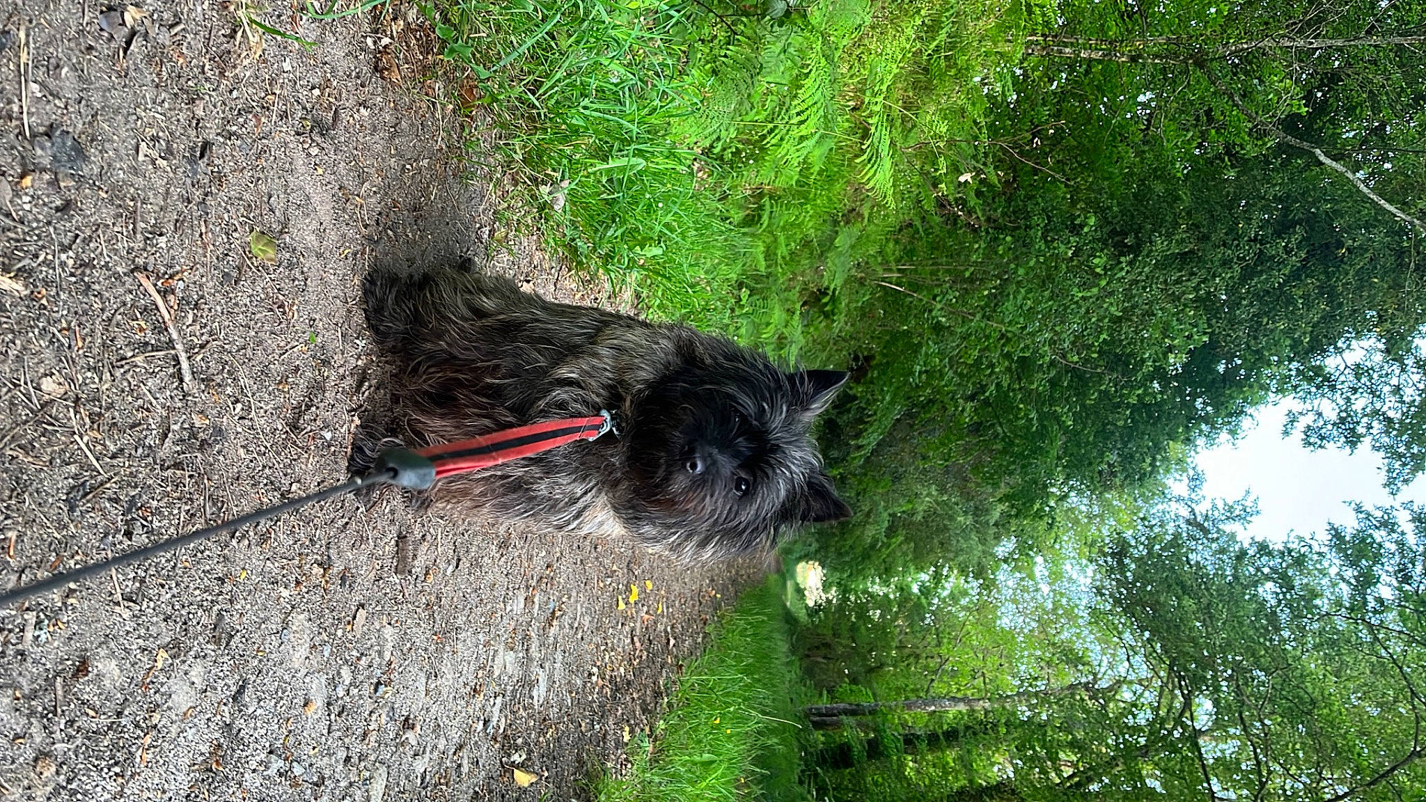 Nessy participe au concours pour gagner de l'argent avec cette photo : canidae, carnivore, dog, dog_breed, fur, grass, leash, plant, shrub, small_terrier, soil, sporting_group, tail, terrier, tree, trunk, water, wood, working_animal