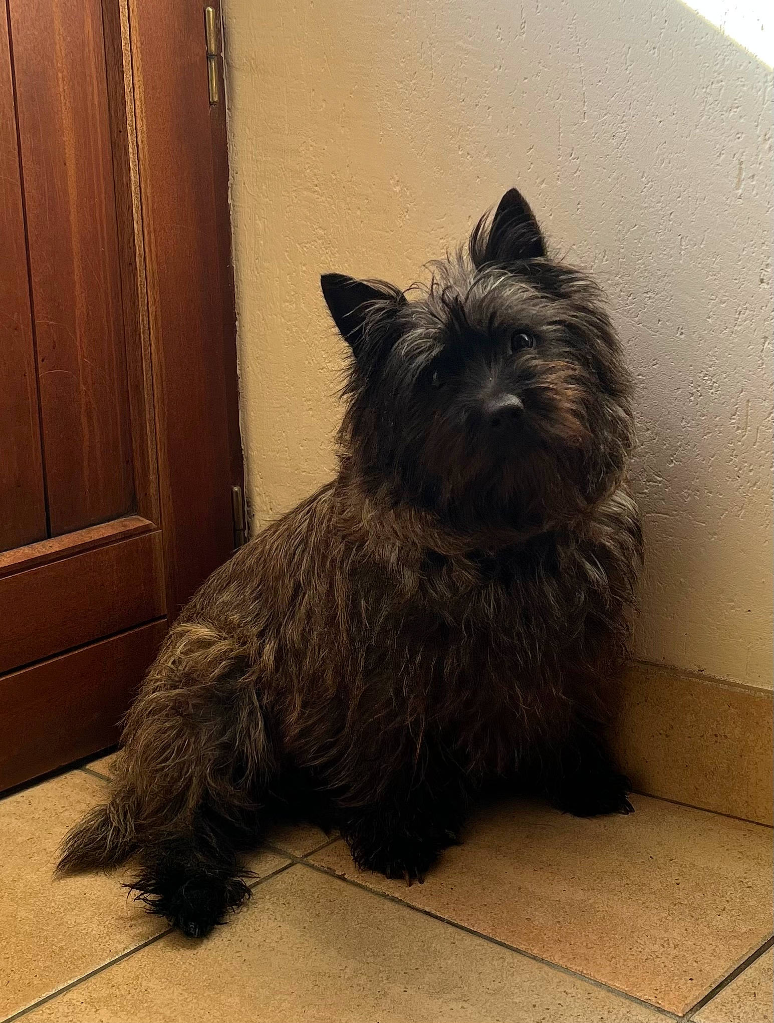 Nessy a rejoint le concours — aidez-le/la à gagner de superbes lots ! canidae, carnivore, companion_dog, dog, dog_breed, door, fur, grey, non_sporting_group, small_terrier, snout, sporting_group, tail, terrier, water_dog, wood