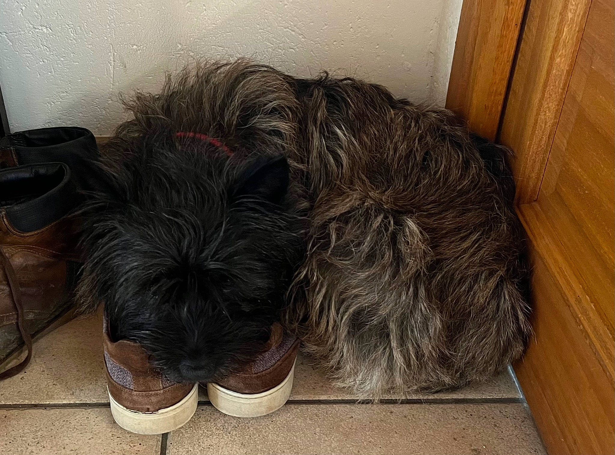 Nessy participe au concours pour gagner de l'argent avec cette photo : canidae, carnivore, chair, comfort, companion_dog, dog, dog_breed, floor, flooring, foot, fur, hardwood, human_leg, liver, snout, snow_boot, sporting_group, tail, terrier, wood