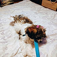 Little Girl joined the competition — help win amazing prizes! animal, bed, blue_object, bow, brown, chewing, collar, cozy, cute, dog, fluffy, fur, home, indoor, lying_down, patterned_bedspread, pet, playful, puppy, white