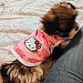 animal, bedspread, blurred_face, canine, casual, clothing, cute, dog, fabric, fur, fur_pattern, hello_kitty, home, indoor, jeans, person_leg, pet, pink_shirt, resting, small_dog