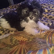 Hunter is registered to the contest to win money with this photo: affenpinscher, animal, bed, bedroom, canine, cockerspaniel, couch, cushion, dog, furniture, homedecor, indoors, papillon, pet, poodle, puppy, room, terrier, whitedog