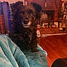 dog, black_dog, pet, indoor, blanket, cozy, fur, ears, eyes, collar, home, fireplace, brick_wall, wood_floor, decorations, living_room, furniture, comfort, animal, cute