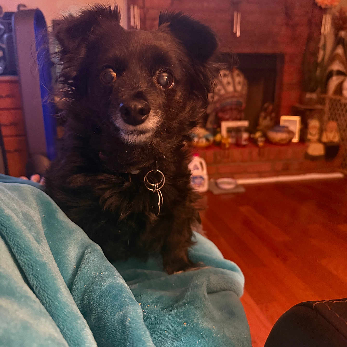Luna is registered to the contest to win money with this photo: dog, black_dog, pet, indoor, blanket, cozy, fur, ears, eyes, collar, home, fireplace, brick_wall, wood_floor, decorations, living_room, furniture, comfort, animal, cute