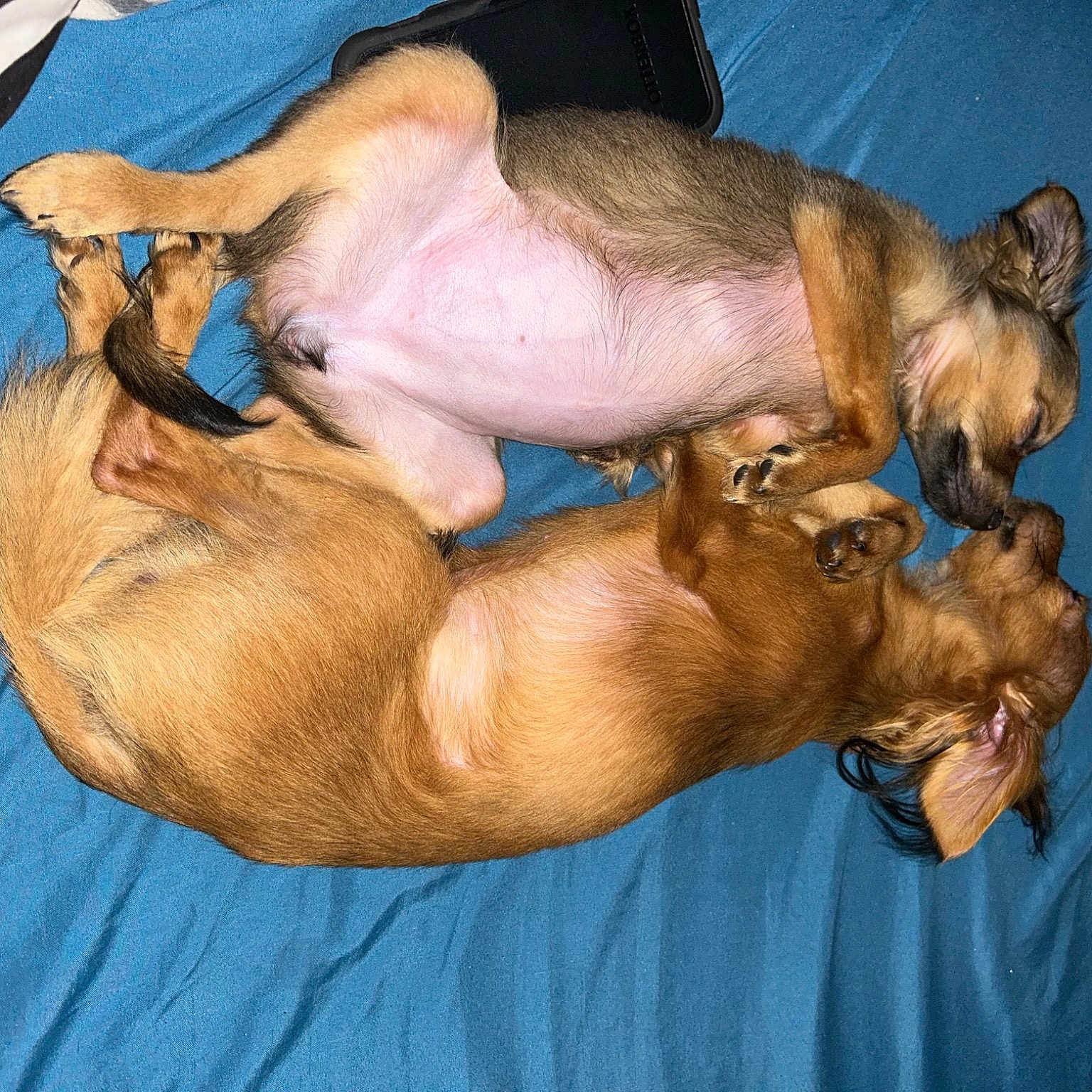 Fifi And Bobo