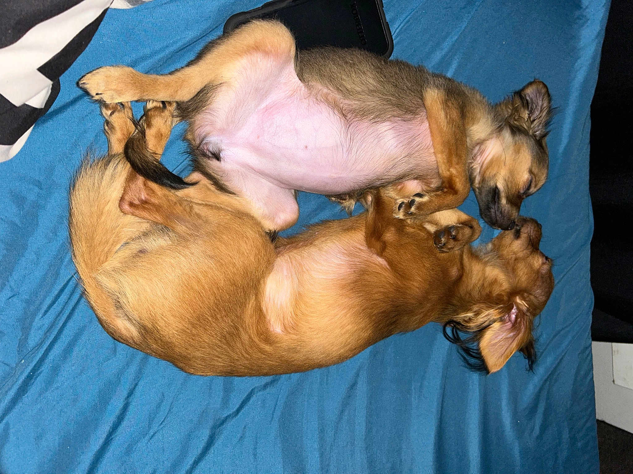 Fifi And Bobo