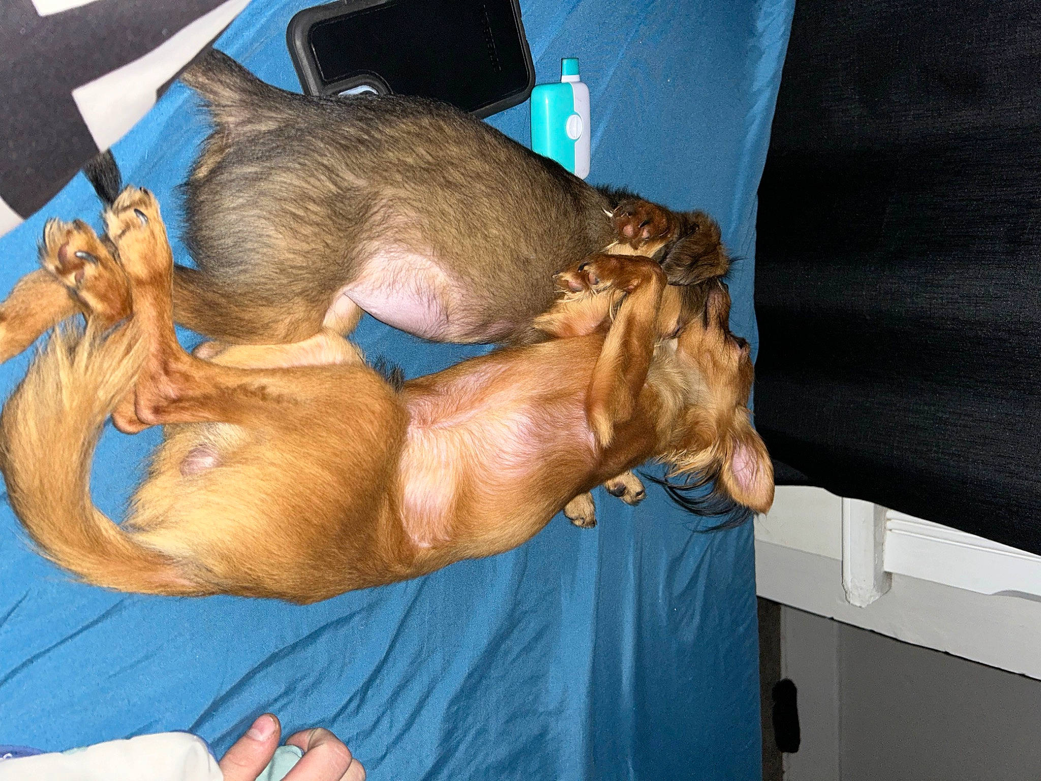 Fifi And Bobo is registered to the contest to win money with this photo: canidae, carnivore, dog, dog_breed, elbow, fawn, flesh, fur, human_leg, jaw, liver, meat, snout, sporting_group, thigh, working_animal, wrinkle, wrist