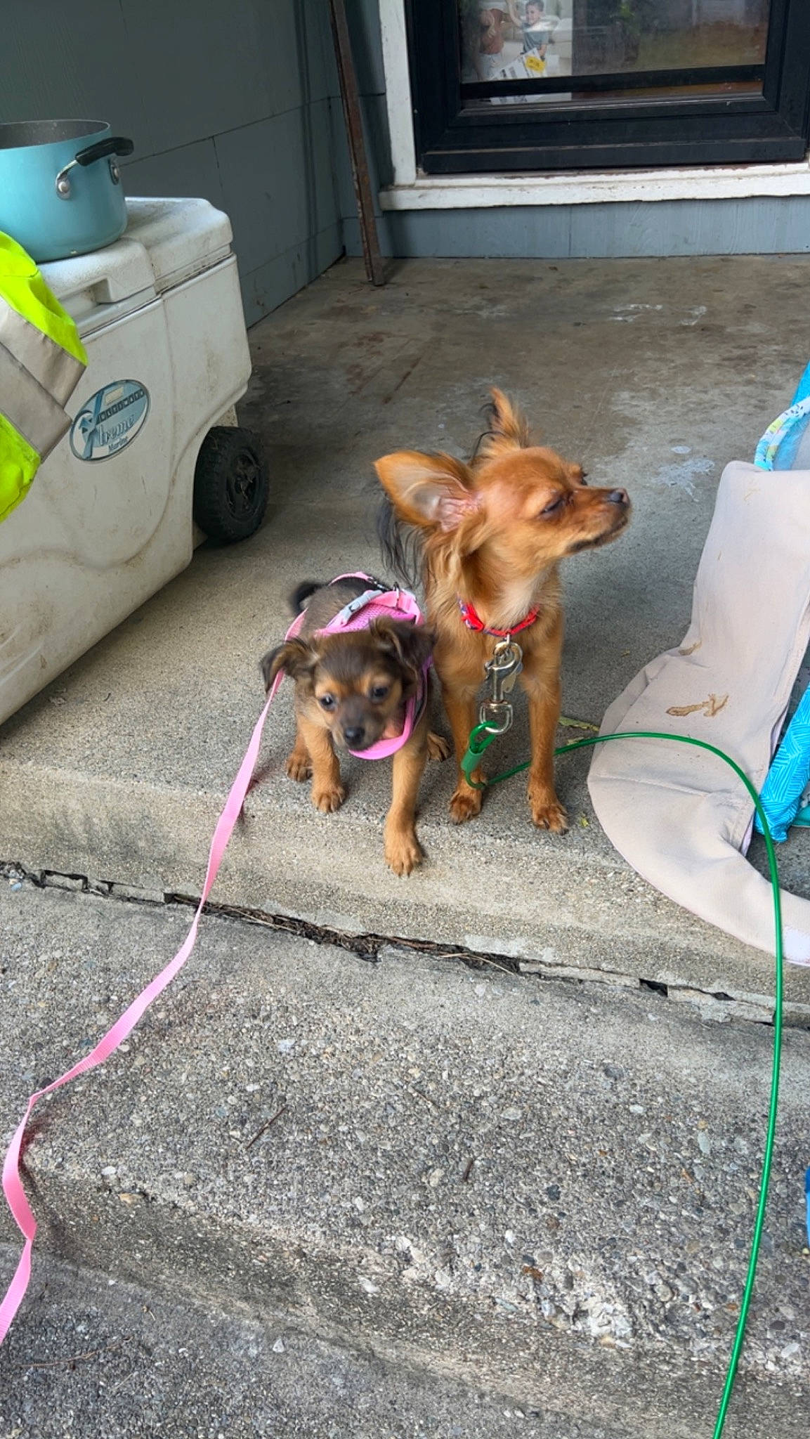 Fifi And Bobo joined the competition — help win amazing prizes! blue, carnivore, collar, companion_dog, dog, dog_breed, dog_collar, dog_supply, door, fawn, leash, mammal, pet_supply, road_surface, sidewalk, snout, sporting_group, tail, vertebrate, working_animal