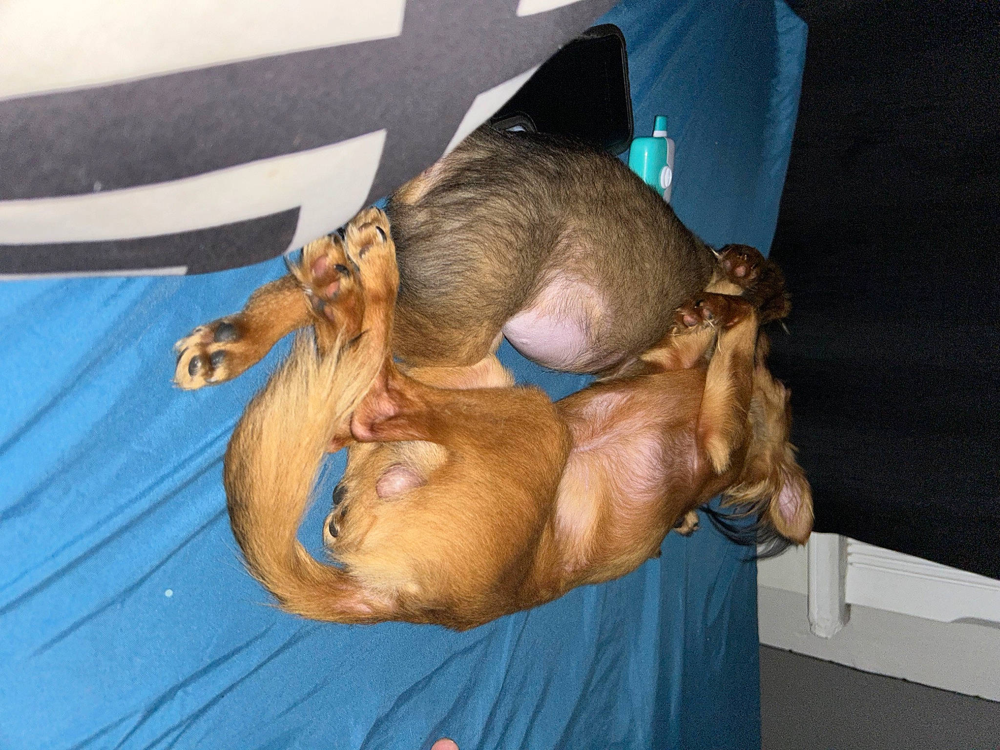 Fifi And Bobo joined the competition — help win amazing prizes! canidae, dog_breed, elbow, fawn, fur, hat, liver, sporting_group, tail, working_animal