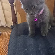 Cristal participe au concours pour gagner de l'argent avec cette photo : kitten, gray_cat, pet, collar, pink_bell, chair, black_cushion, indoor, furniture, wood, curious, animal, young, cute, furry, small, domestic_cat, mammal, sitting, soft