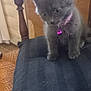 kitten, gray_cat, pet, collar, pink_bell, chair, black_cushion, indoor, furniture, wood, curious, animal, young, cute, furry, small, domestic_cat, mammal, sitting, soft