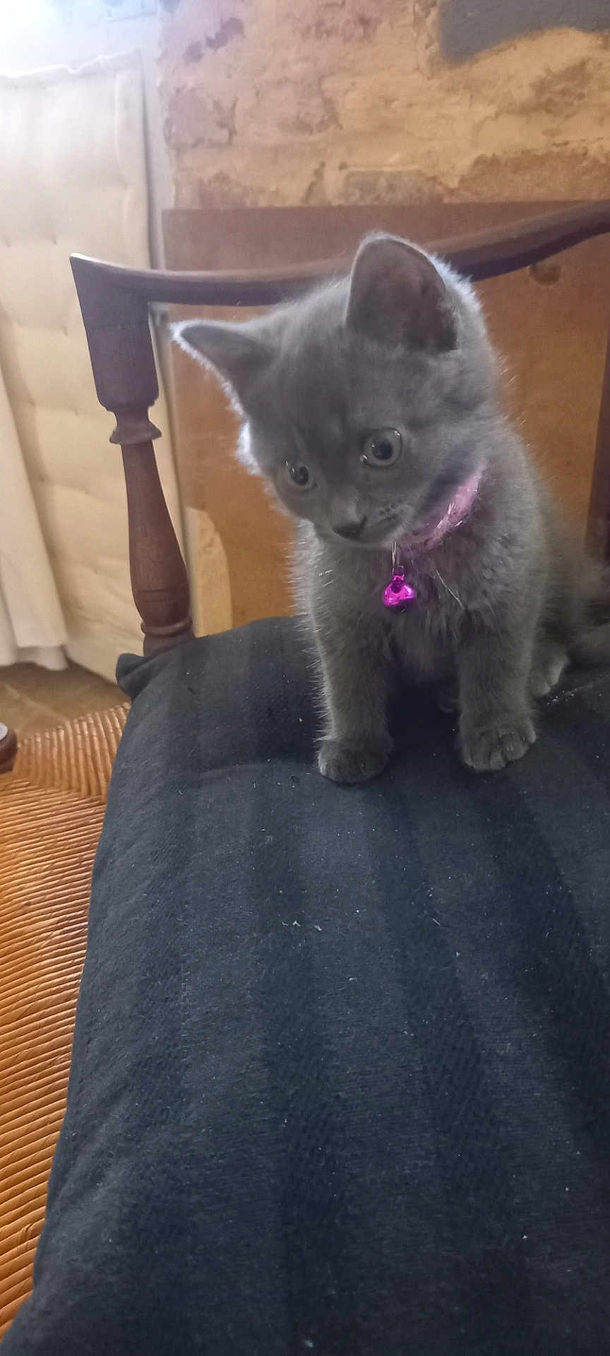 Cristal participe au concours pour gagner de l'argent avec cette photo : kitten, gray_cat, pet, collar, pink_bell, chair, black_cushion, indoor, furniture, wood, curious, animal, young, cute, furry, small, domestic_cat, mammal, sitting, soft