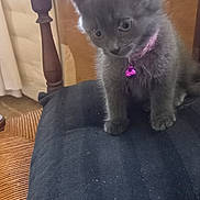 Cristal participe au concours pour gagner de l'argent avec cette photo : animal, bell, cat, chair, closeup, curious, cushion, cute, domestic_cat, feline, fur, gray_fur, indoor, kitten, pet, purple_collar, sitting, small, wooden_chair, young_cat