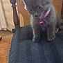 animal, bell, cat, chair, closeup, curious, cushion, cute, domestic_cat, feline, fur, gray_fur, indoor, kitten, pet, purple_collar, sitting, small, wooden_chair, young_cat