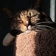 Hana is registered to the contest to win money with this photo: animal, blanket, cat, closeup, cozy, cute, fur, indoors, paw, pet, relaxation, resting, shadow, sleeping, soft, sunlight, tabby_cat, texture, warm_light, whiskers