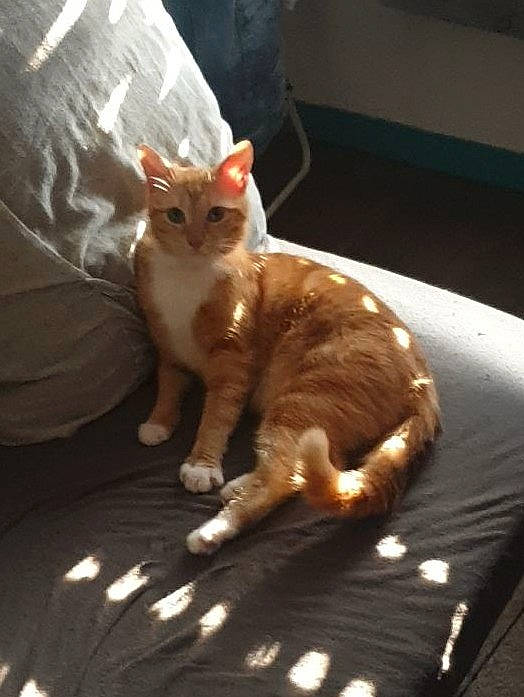 Touroux participe au concours pour gagner de l'argent avec cette photo : carnivore, cat, claw, comfort, domestic_short_haired_cat, fawn, felidae, fur, paw, plant, sitting, small_to_medium_sized_cats, snout, tail, terrestrial_animal, whiskers, window, wood