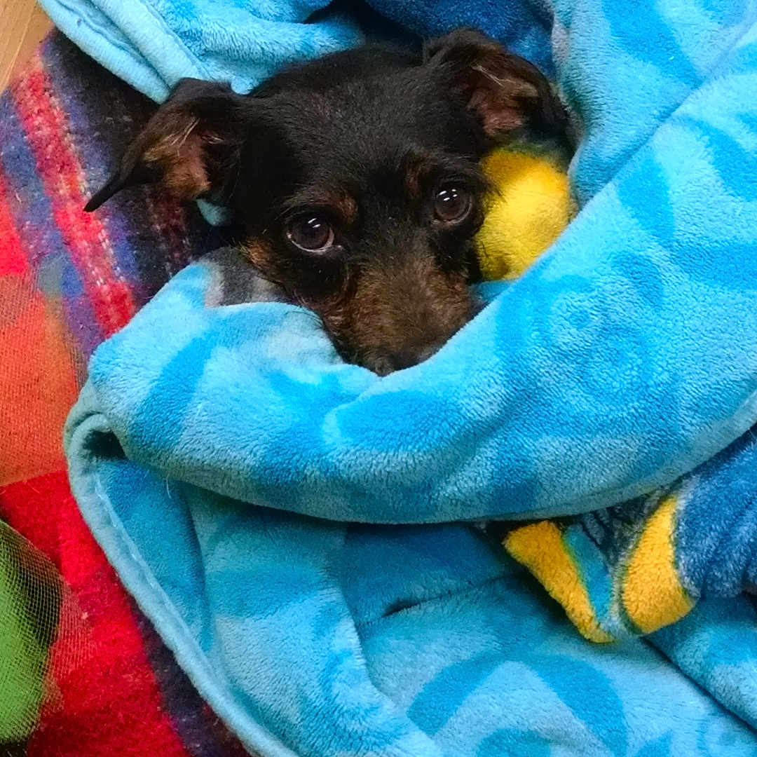 Buggy is registered to the contest to win money with this photo: blanket, blue_blanket, colorful, cozy, curled_up, cute, dog, eyes, fabric, face, floor, indoor, looking_up, pet, plush, portrait, red_blanket, small_dog, toy_ball, wrapped