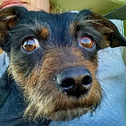 Buggy joined the competition — help win amazing prizes! dog, close_up, pet, brown_eyes, face, nose, fur, whiskers, person, child, adult, smile, car_interior, front_seat, seat, seatbelt, hoodie, steering_wheel, window, portrait