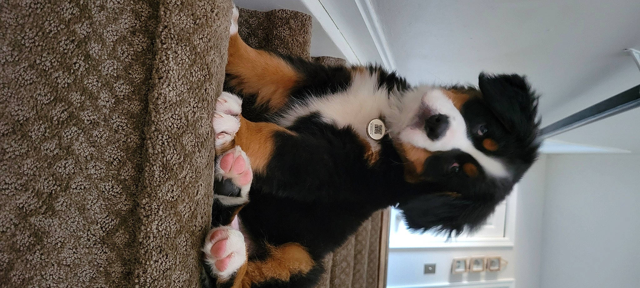 Dozer is registered to the contest to win money with this photo: canidae, carnivore, claw, companion_dog, dog_breed, felidae, foot, fur, natural_material, paw, snout, sporting_group, tail, terrestrial_animal, whiskers, working_animal