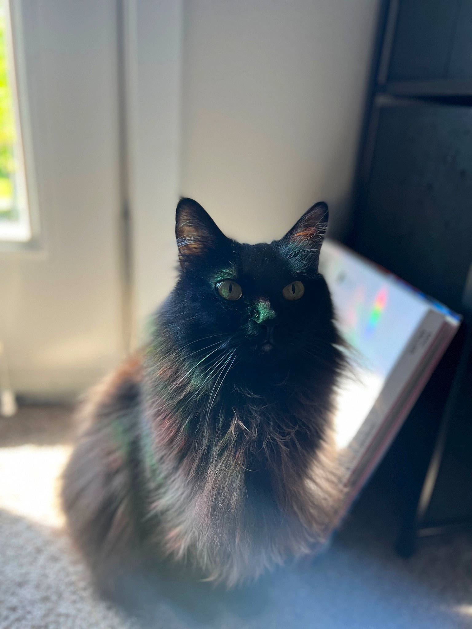Luna One is registered to the contest to win money with this photo: black_cat, carnivore, cat, domestic_short_haired_cat, door, felidae, flooring, fur, hardwood, iris, paw, room, sitting, small_to_medium_sized_cats, snout, tail, tints_and_shades, whiskers, window, wood