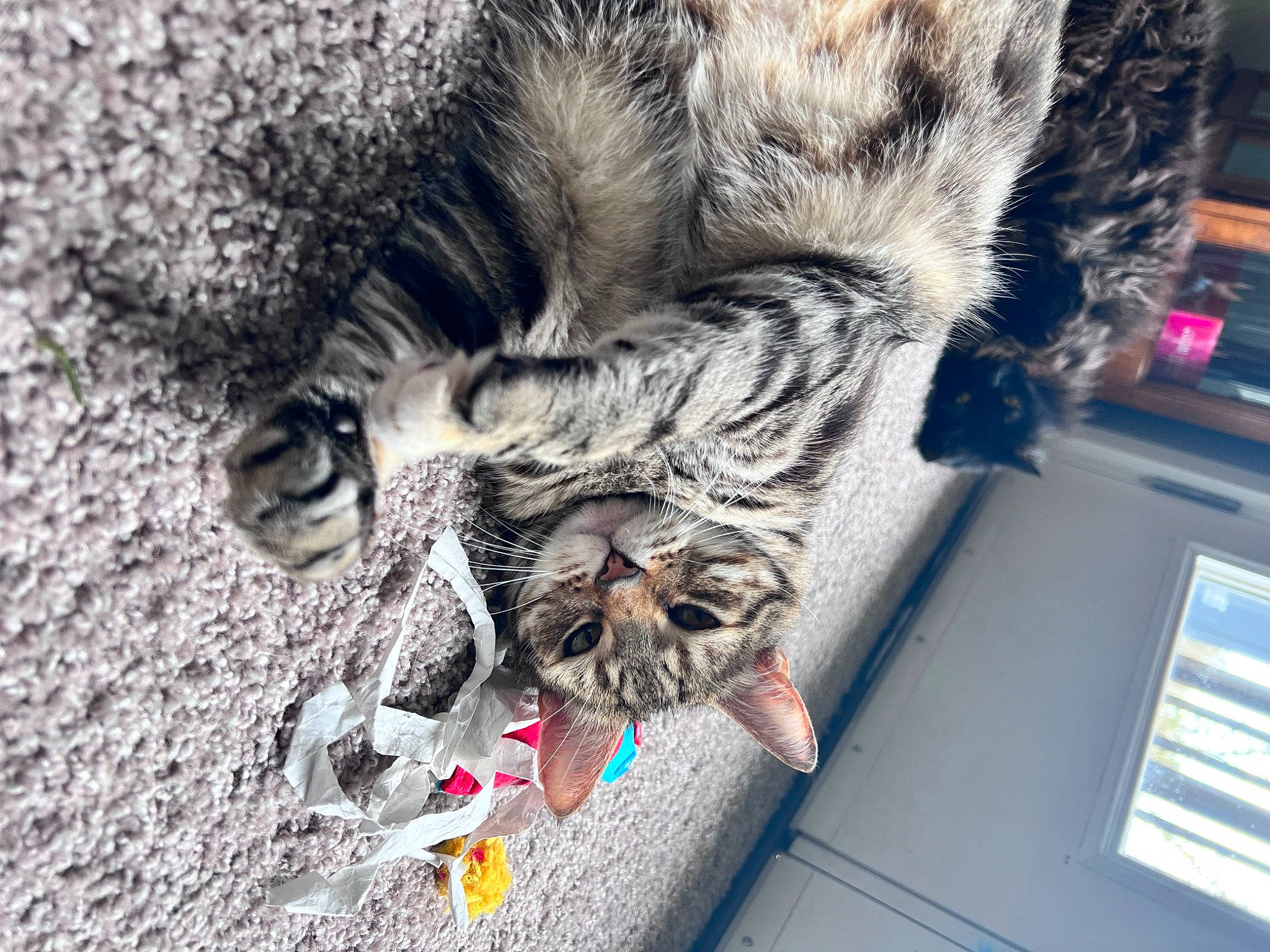 Nala joined the competition — help win amazing prizes! canidae, carnivore, cat, claw, dog_breed, domestic_short_haired_cat, felidae, fur, mammal, paw, small_to_medium_sized_cats, snout, soil, sporting_group, tail, tree, vertebrate, whiskers, wildlife, window