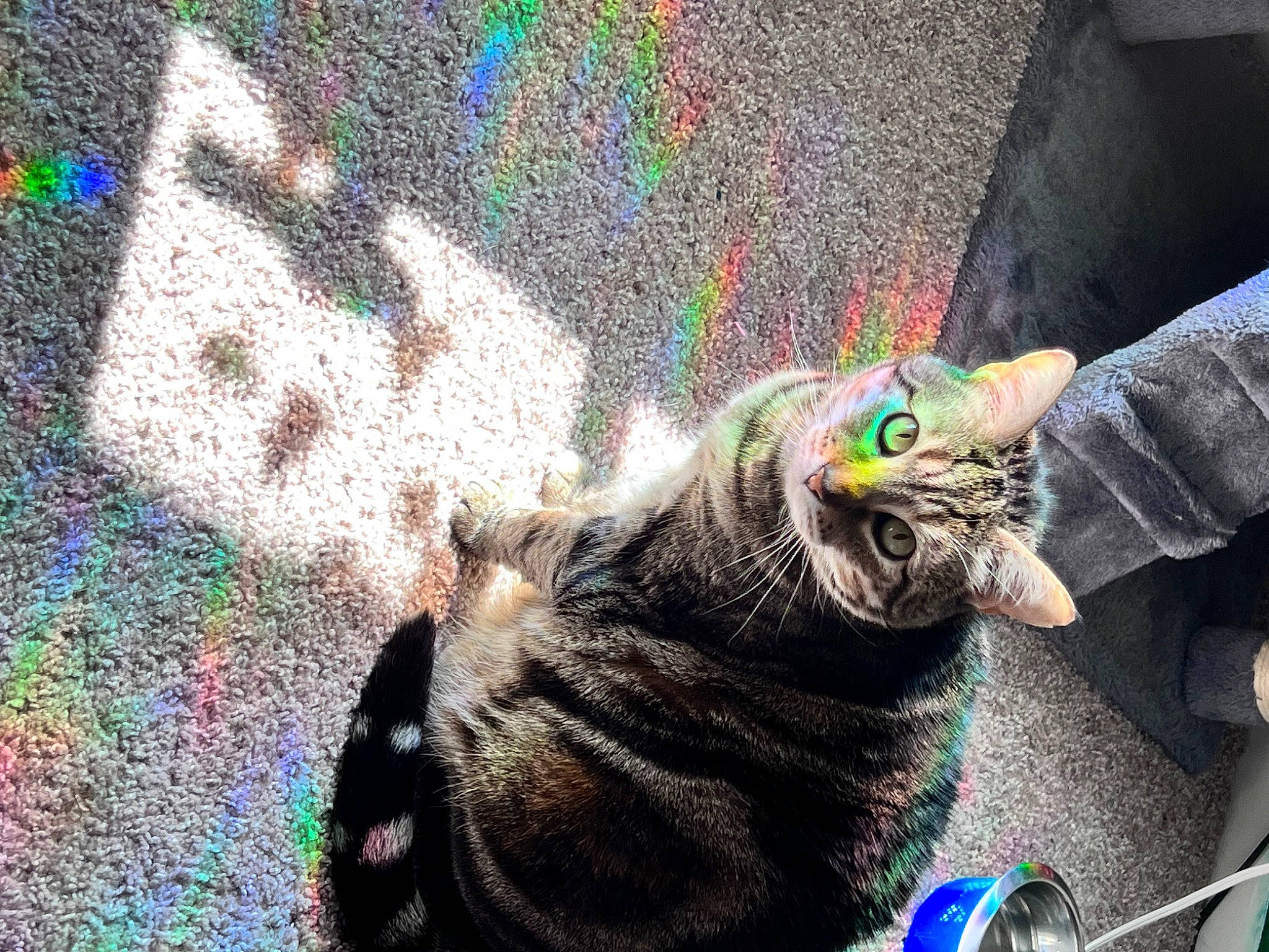 Nala is registered to the contest to win money with this photo: art, asphalt, carnivore, cat, chalk, concrete, domestic_short_haired_cat, felidae, flooring, fur, grass, paw, road_surface, sand, sidewalk, small_to_medium_sized_cats, snout, tail, visual_arts, whiskers