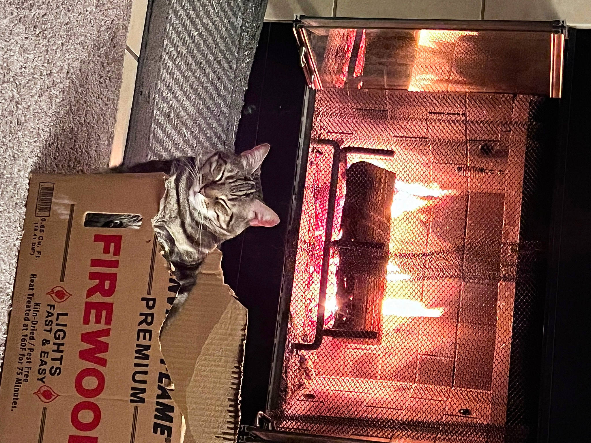 Nala joined the competition — help win amazing prizes! carnivore, cat, domestic_short_haired_cat, felidae, fire_screen, flooring, font, gas, hearth, heat, light, rectangle, room, small_to_medium_sized_cats, tail, tints_and_shades, vertebrate, whiskers, window, wood