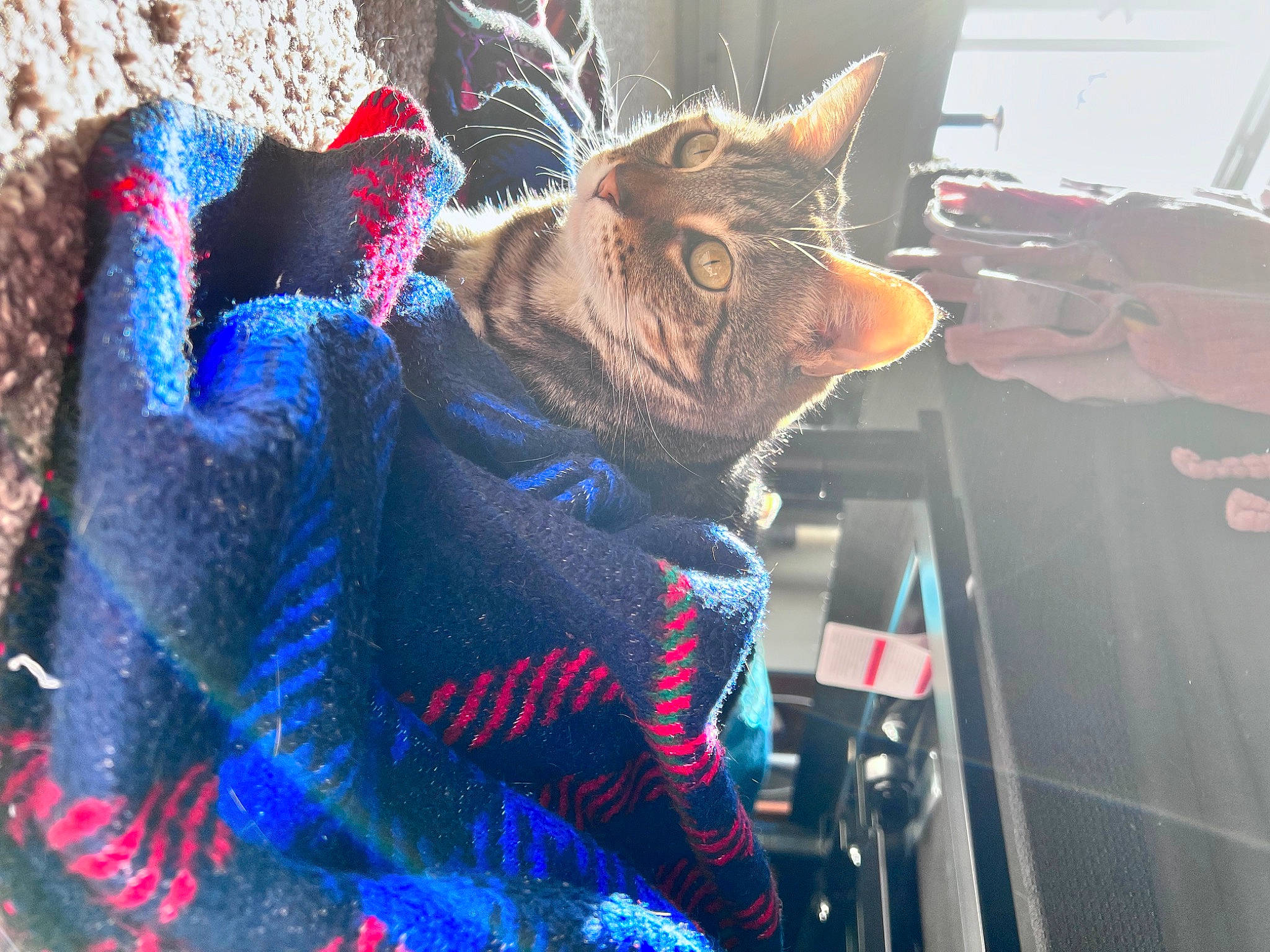 Nala is registered to the contest to win money with this photo: art, canidae, carmine, carnivore, cat, domestic_short_haired_cat, electric_blue, fawn, felidae, fictional_character, fur, houseplant, magenta, pattern, personal_protective_equipment, small_to_medium_sized_cats, snout, tail, whiskers, window