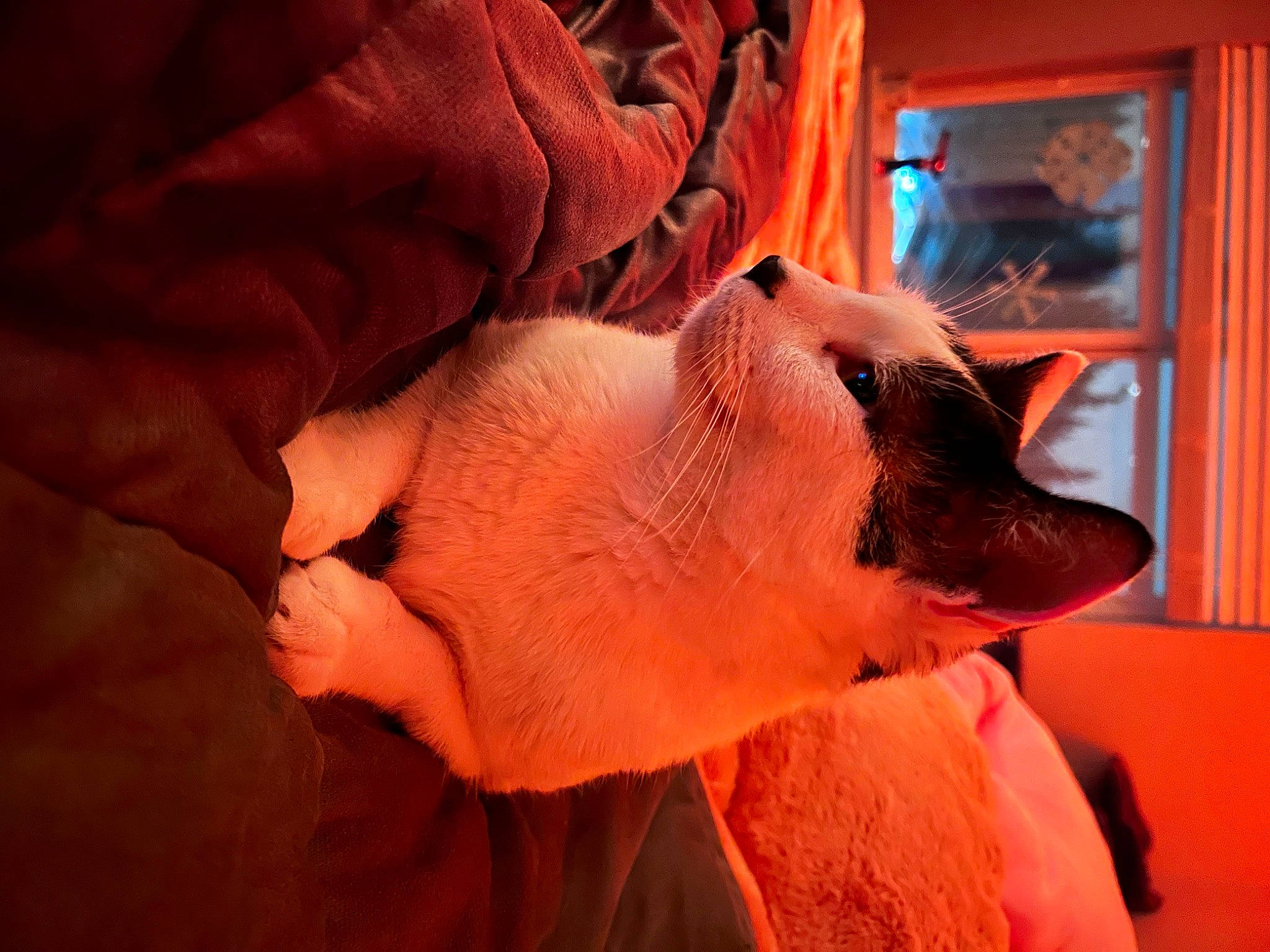 Garen joined the competition — help win amazing prizes! canidae, carnivore, comfort, companion_dog, dog, dog_breed, eyelash, fawn, felidae, fur, jaw, mammal, orange, small_to_medium_sized_cats, snout, sporting_group, tail, whiskers, window, wrinkle