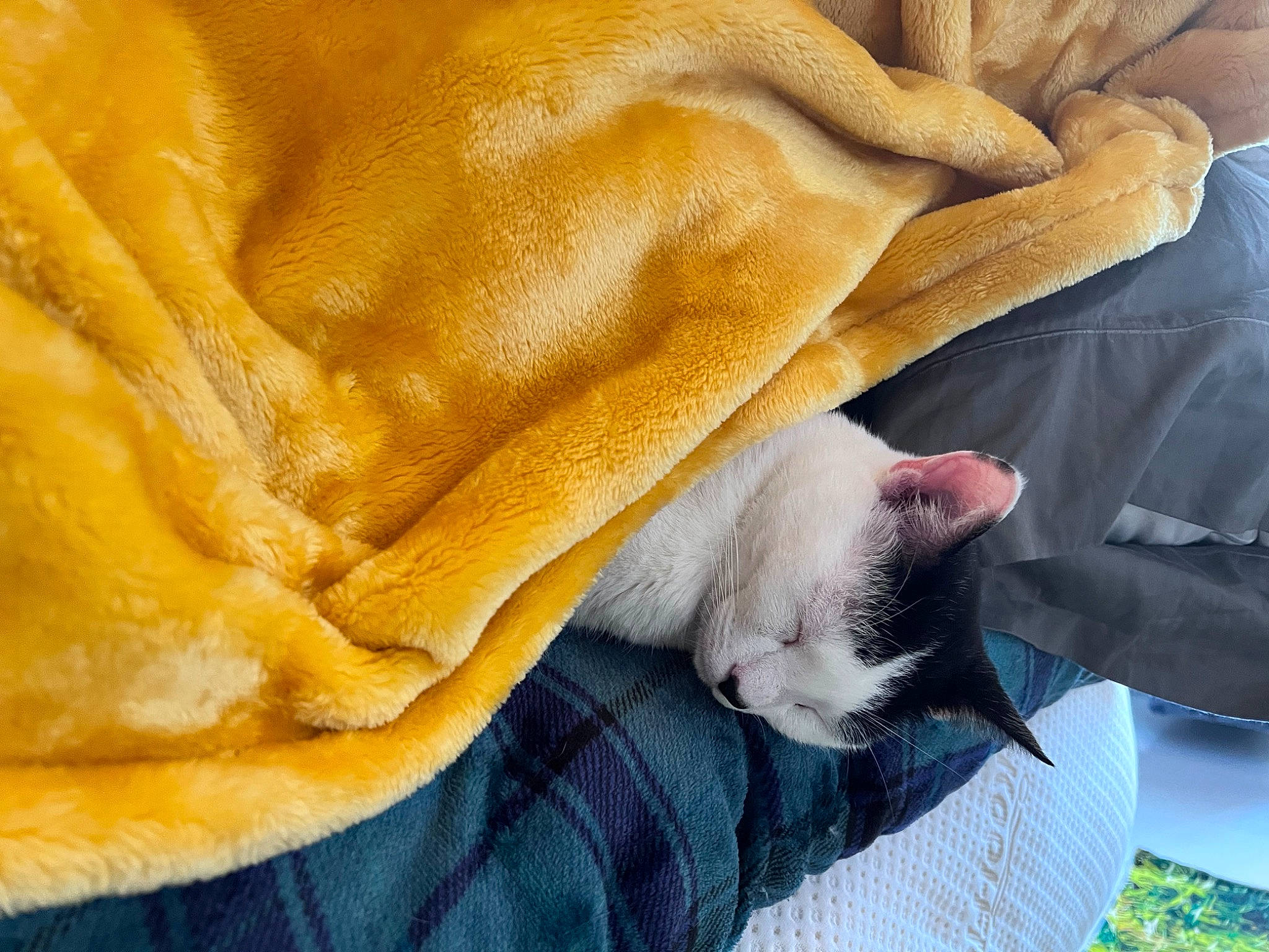 Garen joined the competition — help win amazing prizes! carnivore, cat, close_up, comfort, companion_dog, dog_breed, domestic_short_haired_cat, fawn, felidae, fur, linens, mammal, small_to_medium_sized_cats, snout, sporting_group, tail, vertebrate, whiskers, wood, wrinkle