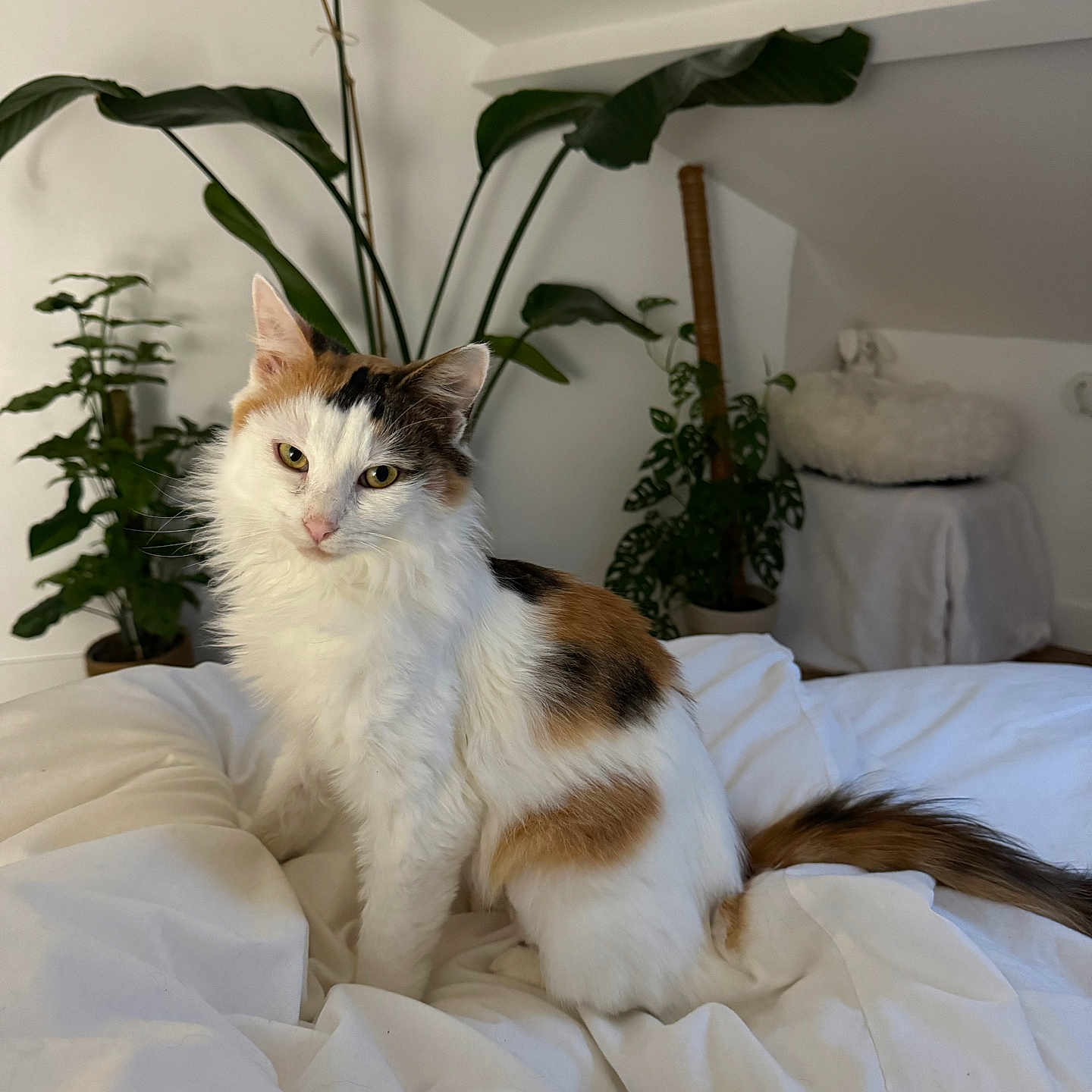 Ymir a rejoint le concours — aidez-le/la à gagner de superbes lots ! cat, calico, fluffy, bed, white_bedspread, indoor, houseplants, green_plants, cozy, pet, feline, relaxed, fur, domestic_animal, portrait, animal, cute, sitting, calm, home