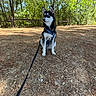 Balto a rejoint le concours — aidez-le/la à gagner de superbes lots ! animal, black_and_white, blue_eyes, dog, fence, forest, gravel, harness, husky, leash, nature, outdoors, pet, pine_needles, portrait, puppy, sitting, sunlight, trees, woodland