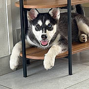 Balto participe au concours pour gagner de l'argent avec cette photo : black_and_white, blue_eyes, cute, dog, home, husky, indoor, lying_down, metal, open_mouth, paws, playful, portrait, puppy, shelving_unit, siberian_husky, sitting, smiling, tile_floor, wood