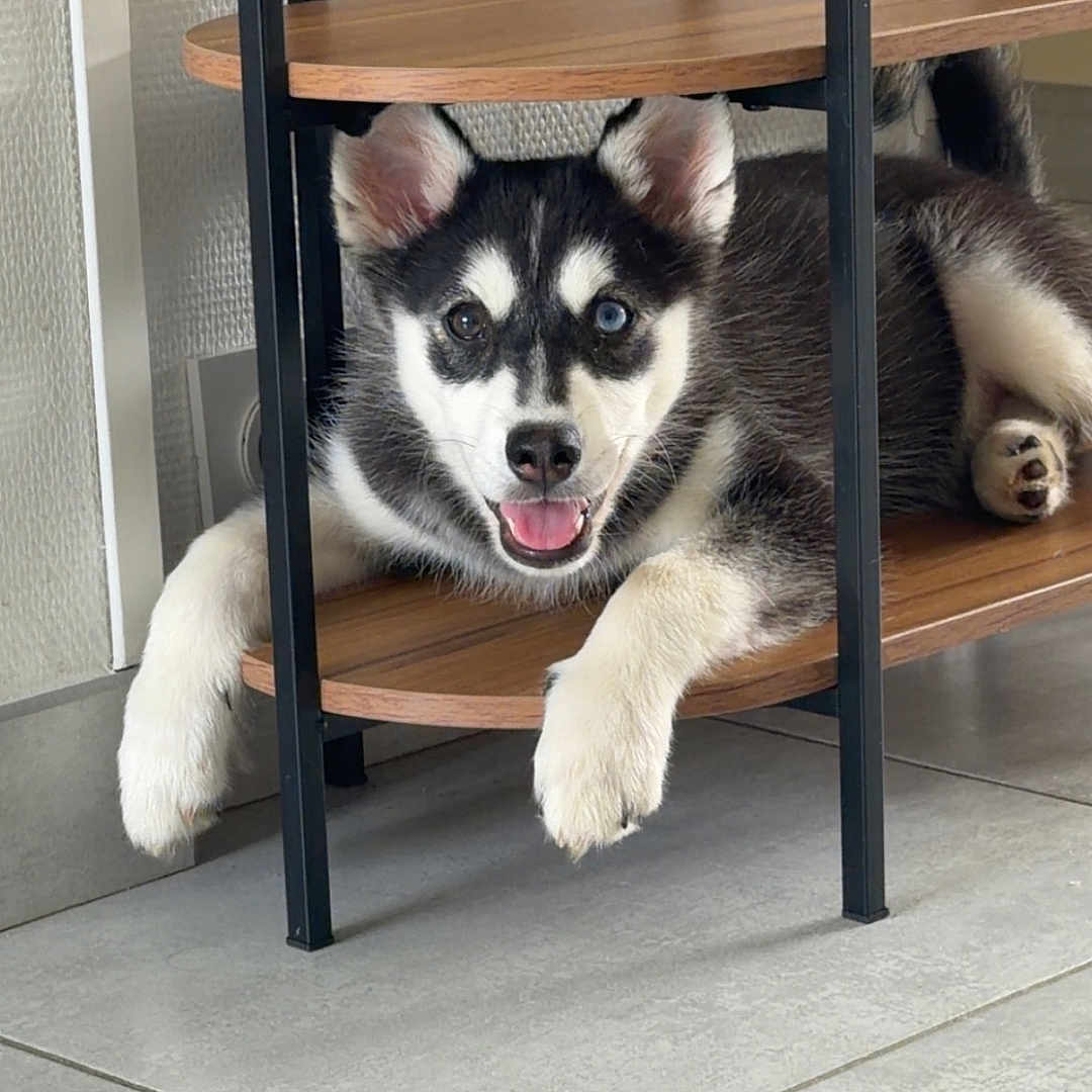 Balto participe au concours pour gagner de l'argent avec cette photo : black_and_white, blue_eyes, cute, dog, home, husky, indoor, lying_down, metal, open_mouth, paws, playful, portrait, puppy, shelving_unit, siberian_husky, sitting, smiling, tile_floor, wood