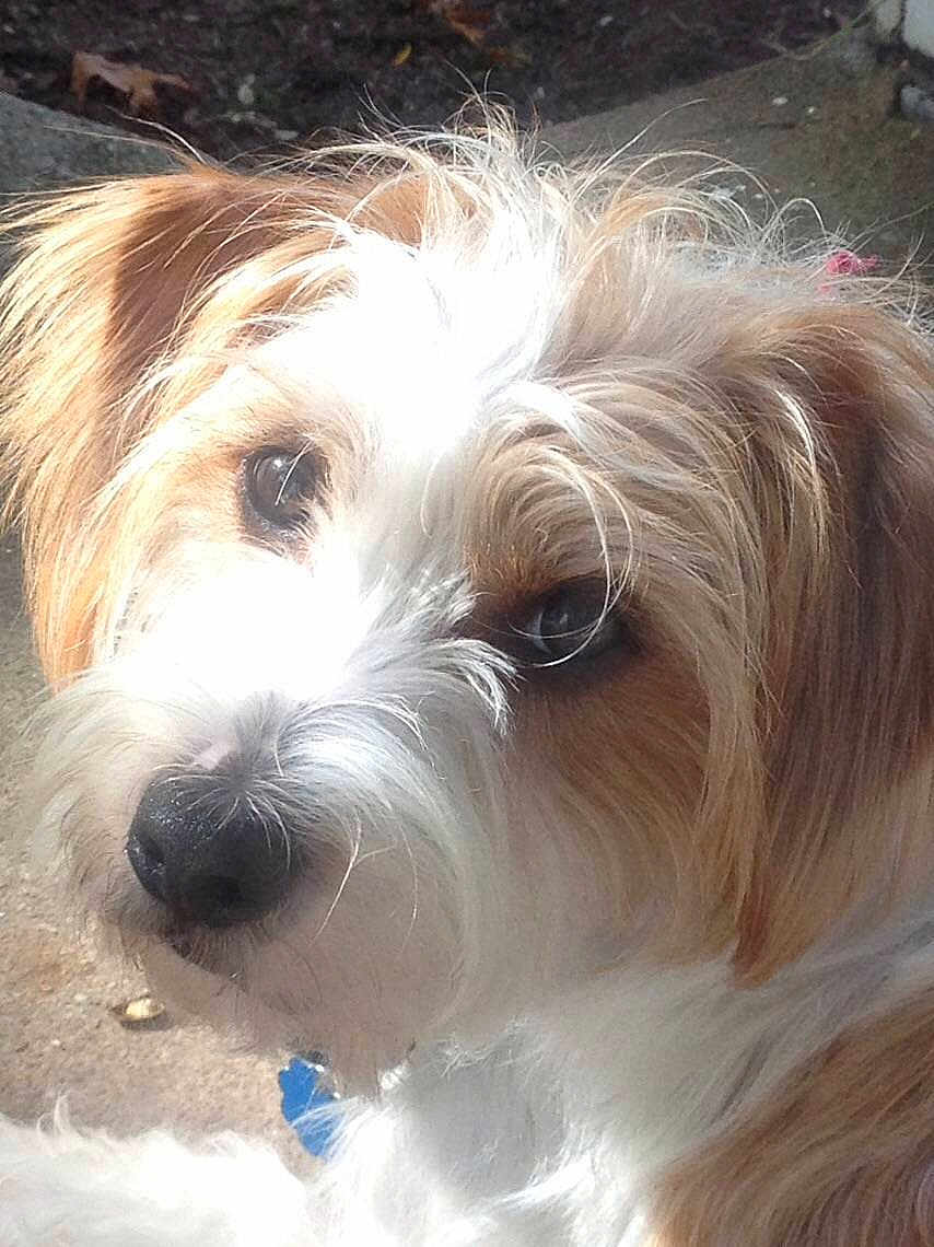 Patches O'houlihan joined the competition — help win amazing prizes!