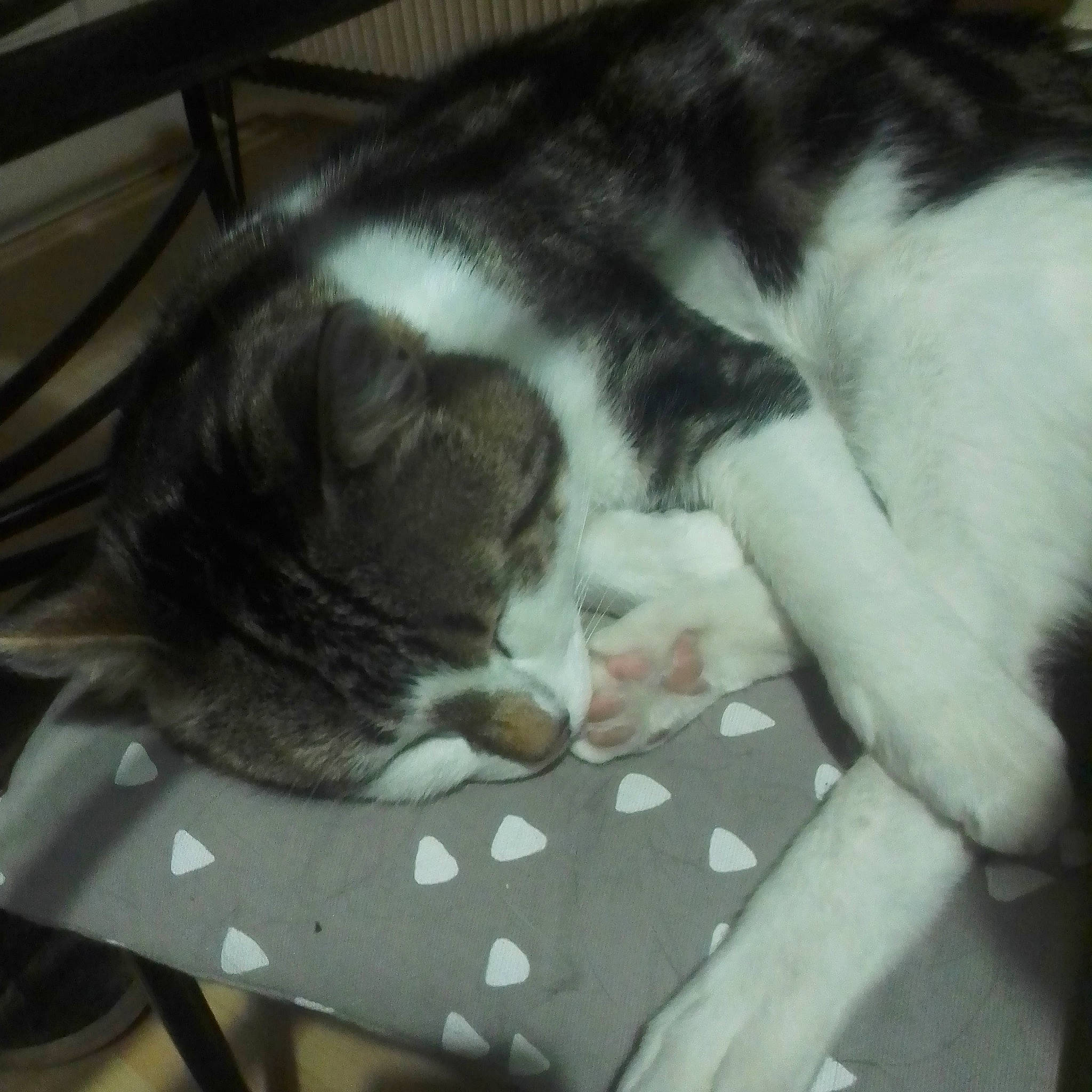 Pedro participe au concours pour gagner de l'argent avec cette photo : aegean_cat, american_wirehair, carnivore, cat, domestic_short_haired_cat, ear, european_shorthair, eye, felidae, fur, kitten, nap, polydactyl_cat, sleep, small_to_medium_sized_cats, snout, tail, whiskers